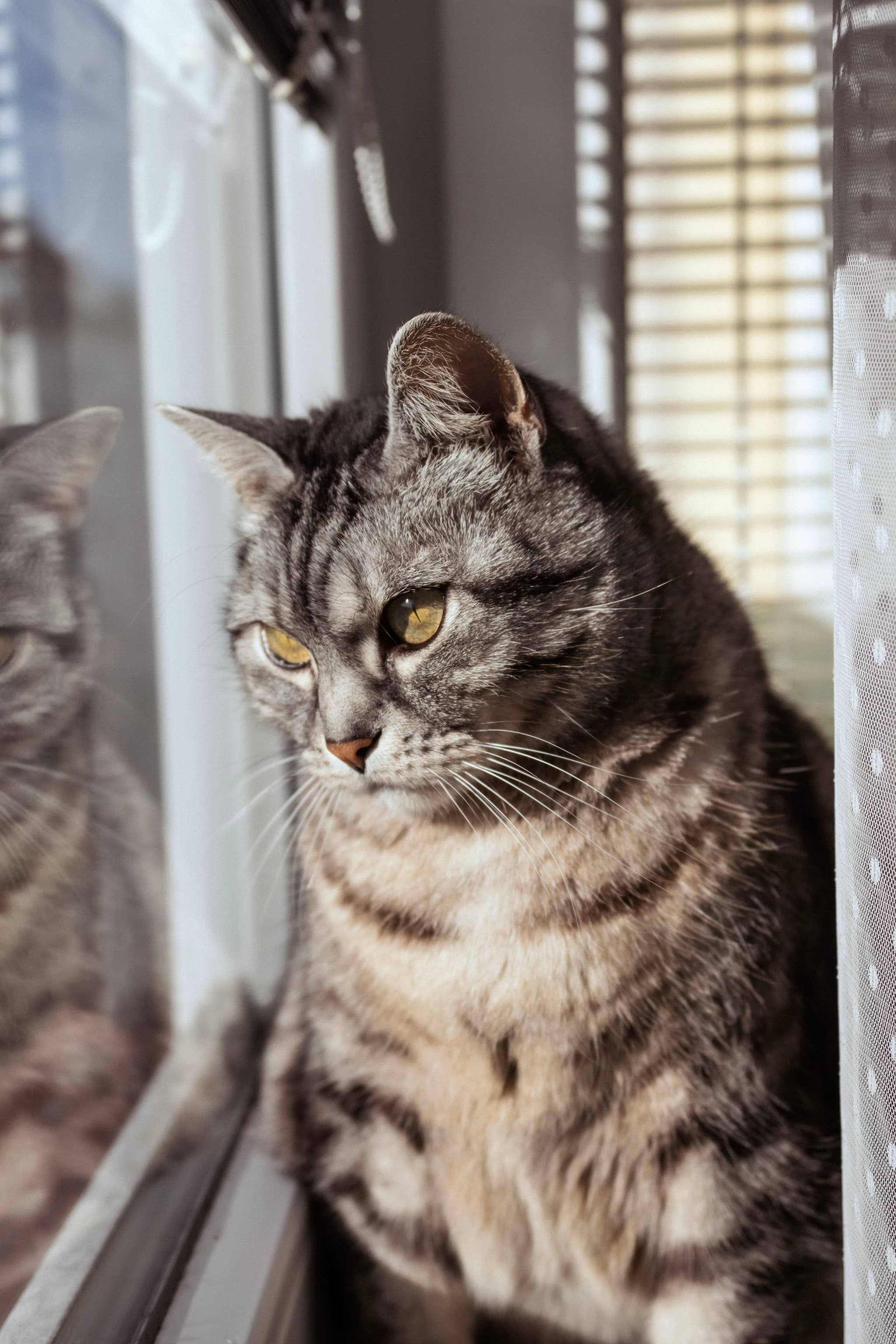 A tabby cat with striped fur gazes out a window, with sunlight streaming in and creating a reflection on the glass