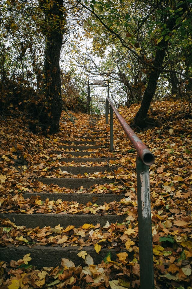 A set of stone steps covered with fallen autumn leaves, flanked by trees with sparse foliage, and a metal handrail running alongside