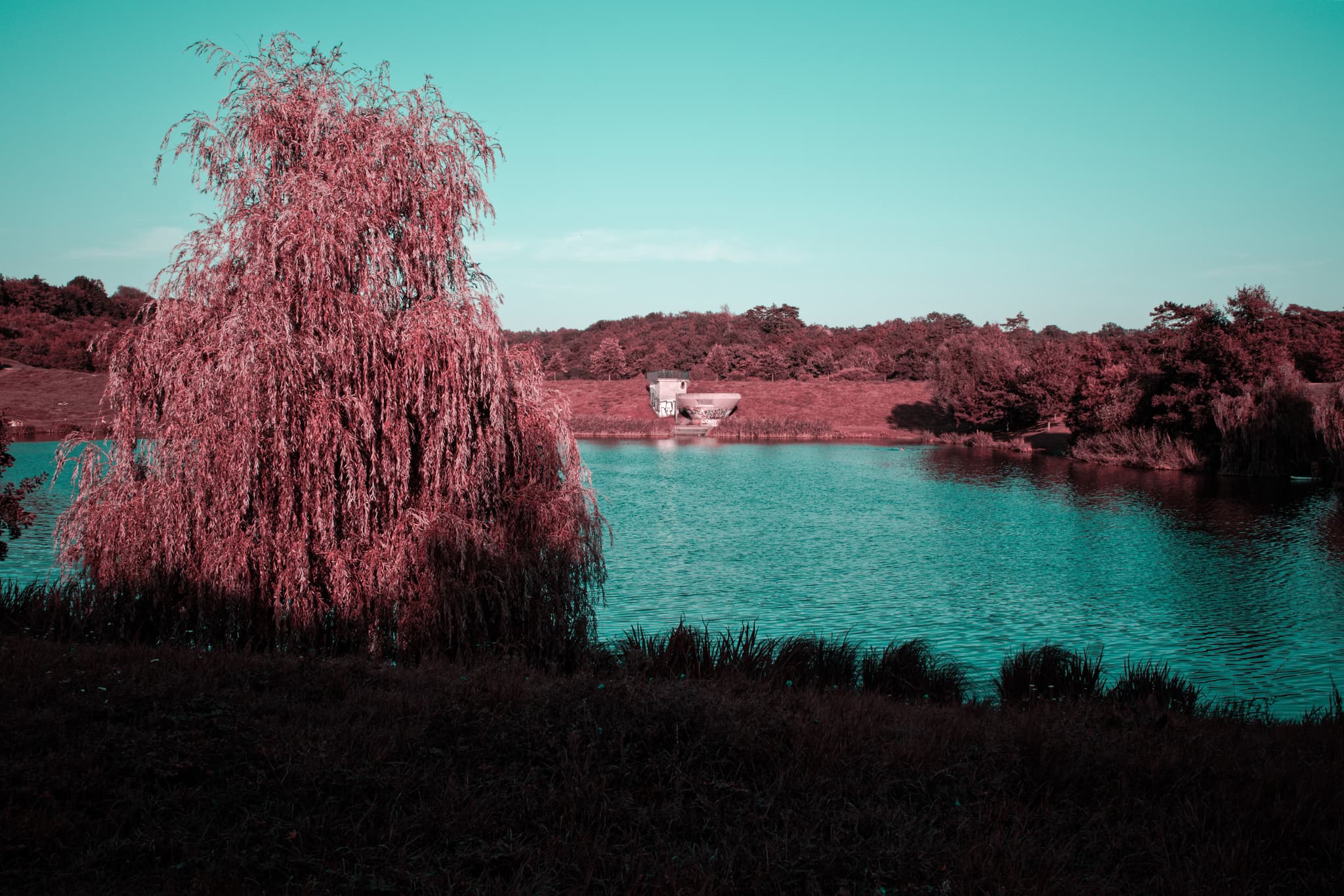 Drooping willow tree beside a calm lake with distant shoreline under a turquoise sky