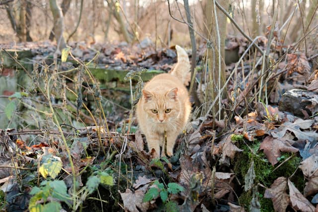 The Forest Guardian