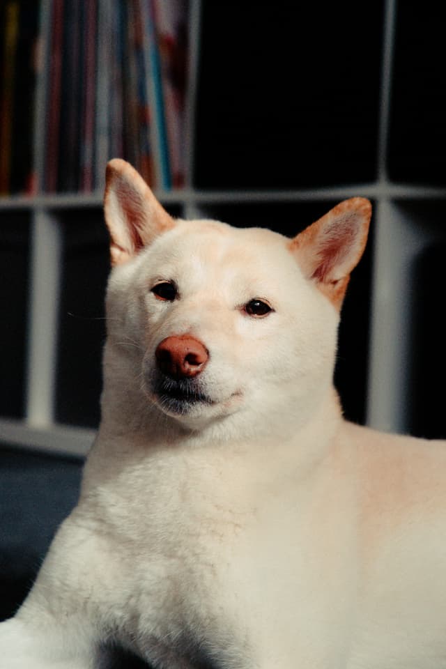 Calm white dog with alert ears lying indoors against a blurred bookshelf background