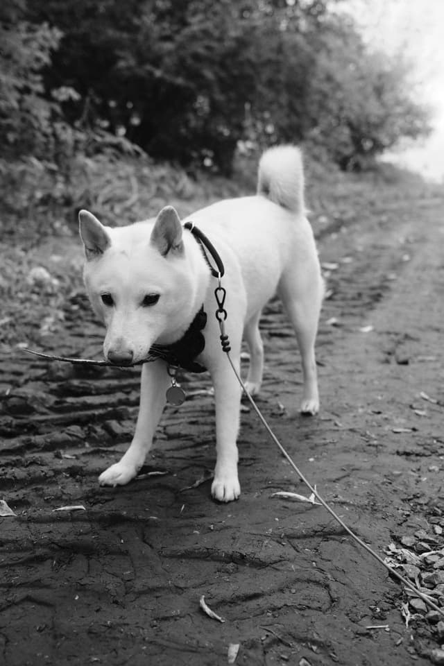 A white dog on a cobblestone path with trees in the background