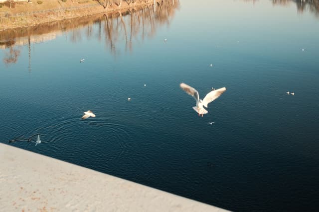 A serene body of water with a seagull in flight and another creating ripples on the surface, surrounded by a natural landscape