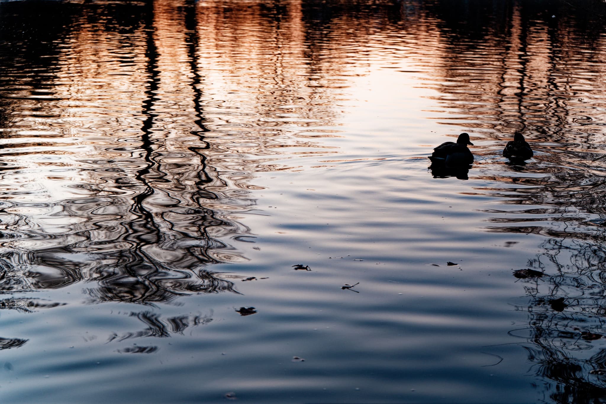 A serene lake scene with two ducks swimming, reflecting the warm colors of a sunset and silhouetted trees on the water's surface