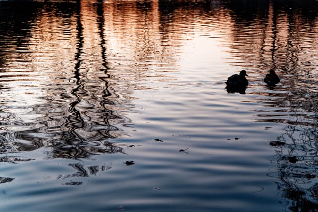 A serene lake scene with two ducks swimming, reflecting the warm colors of a sunset and silhouetted trees on the water's surface