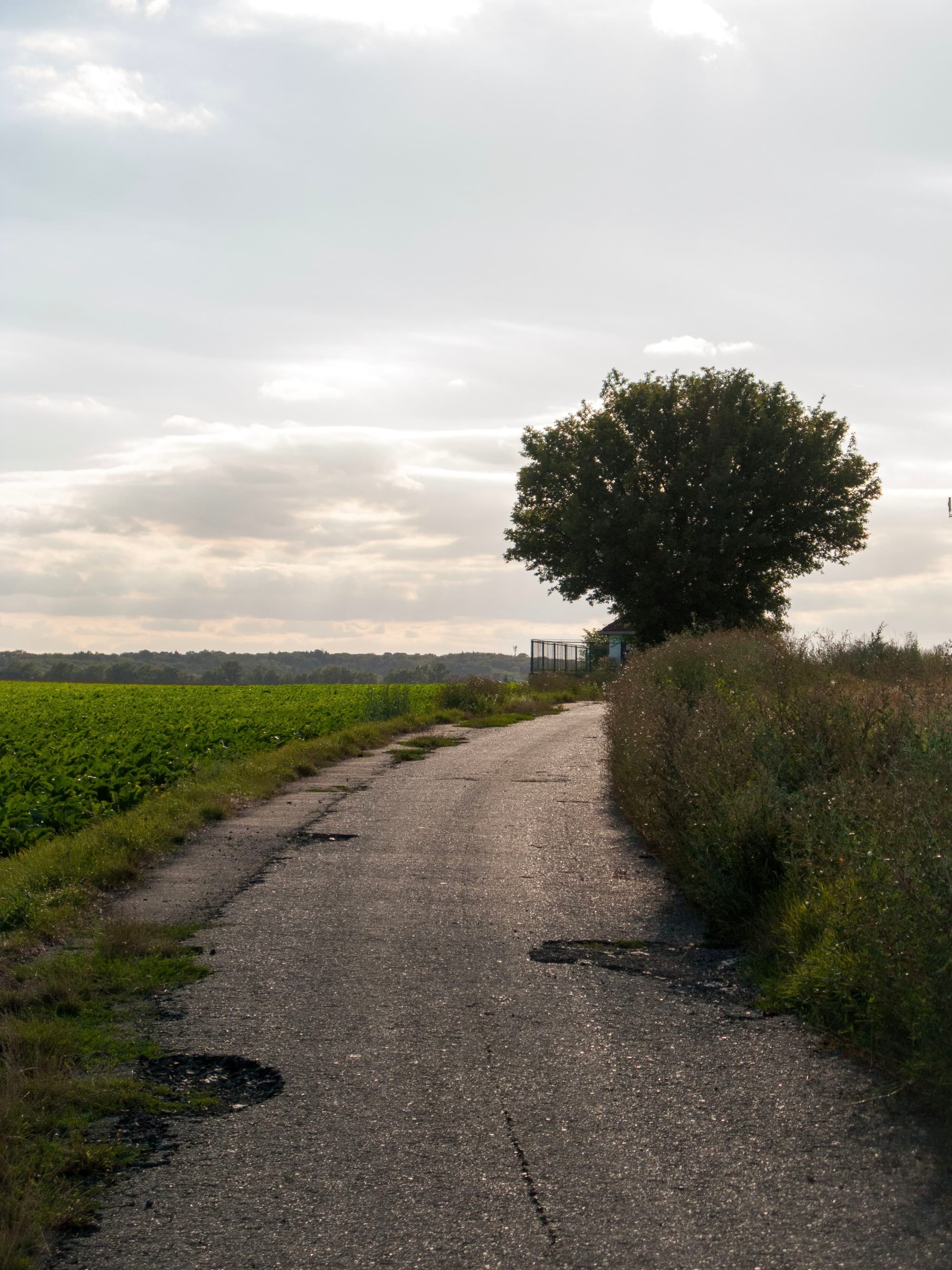 A rural road with potholes leads towards a large tree under a cloudy sky, flanked by fields and tall grass