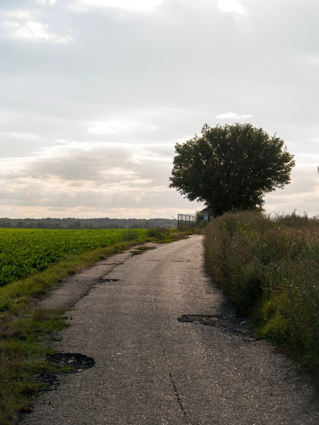 A rural road with potholes leads towards a large tree under a cloudy sky, flanked by fields and tall grass