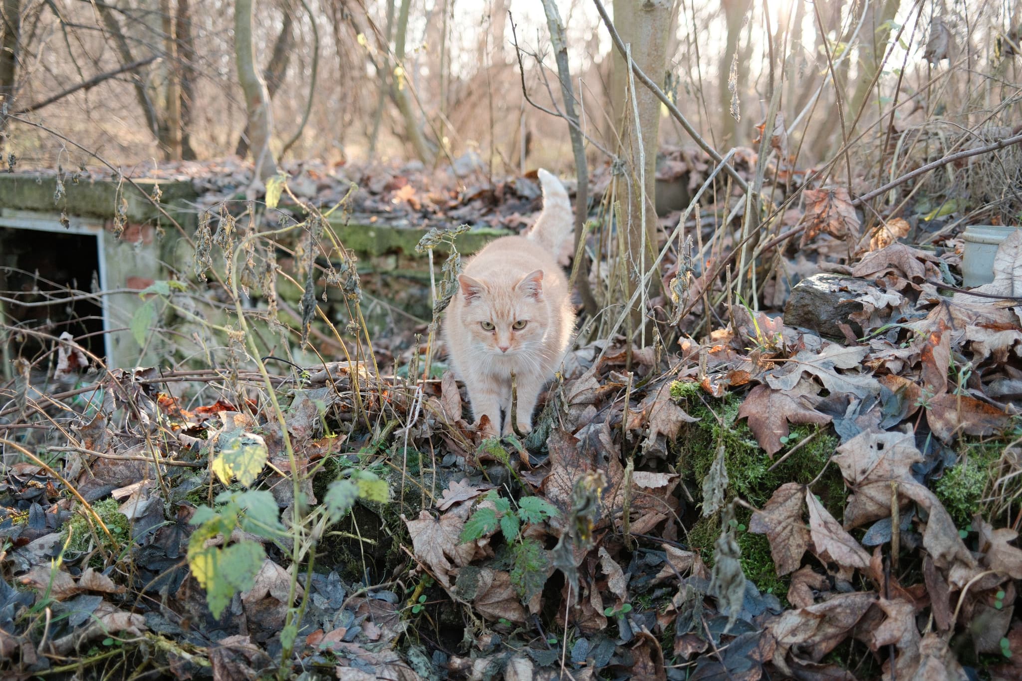 A ginger cat standing among fallen leaves and vegetation in a wooded area